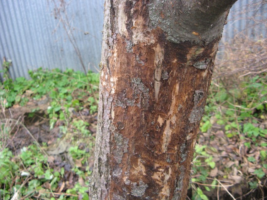 Очищений стовбур яблуні Очищений стовбур яблуні