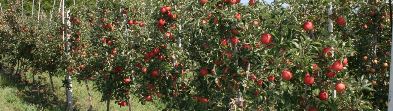 Как правильно выбрать качественный саженец яблони