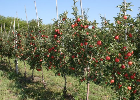 Як правильно вибрати якісний саджанець яблуні