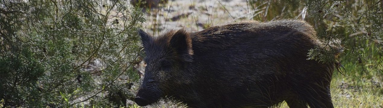 Дві жінки з Миргорода отримали каліцтва від дикого кабана, працюючи у полі