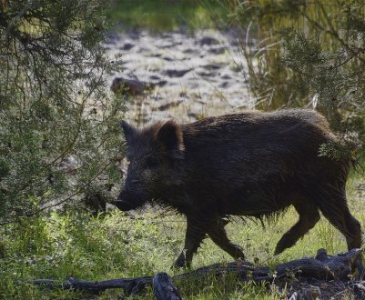 Дві жінки з Миргорода отримали каліцтва від дикого кабана, працюючи у полі