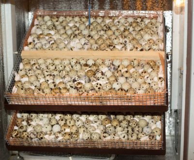 Як зробити інкубатор для перепелів