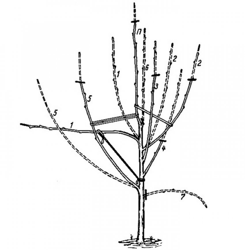 Формування дерева