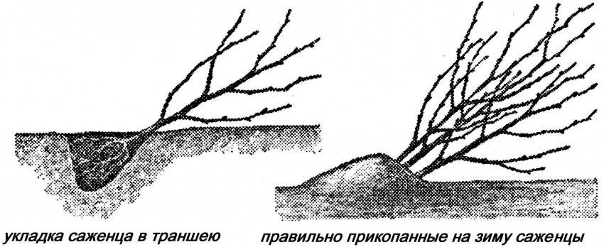 Прикопанные саженцы
