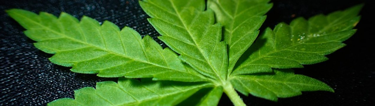 Українці просять Верховну Раду легалізувати медичну марихуану. Петиція прийнята на розгляд