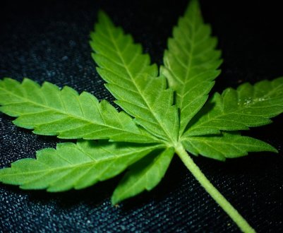 Українці просять Верховну Раду легалізувати медичну марихуану. Петиція прийнята на розгляд