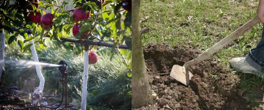Полив и рыхление почвы яблони