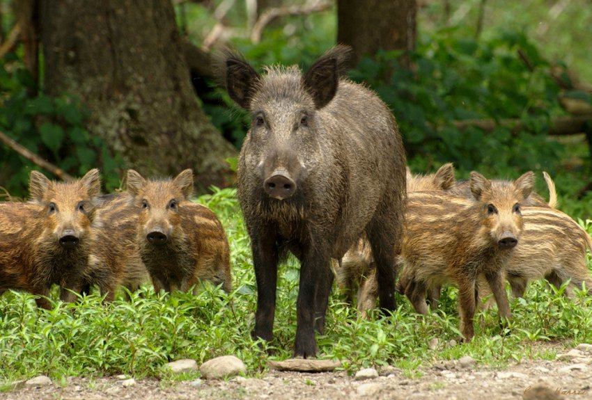 Дві жінки з Миргорода отримали каліцтва від дикого кабана, працюючи в полі Дві жінки з Миргорода отримали каліцтва від дикого кабана, працюючи в полі
