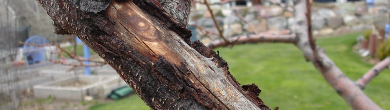 Як лікувати яблуню від відшарування кори