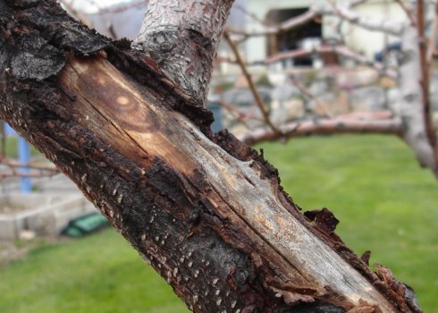 Як лікувати яблуню від відшарування кори