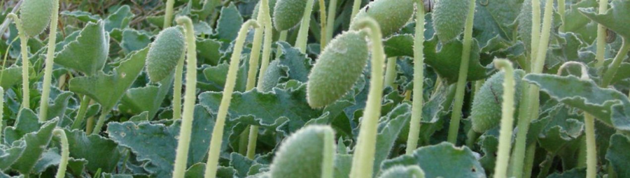 Скажений огірок - опис і застосування