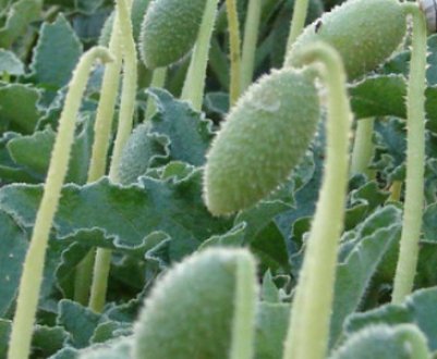 Скажений огірок - опис і застосування