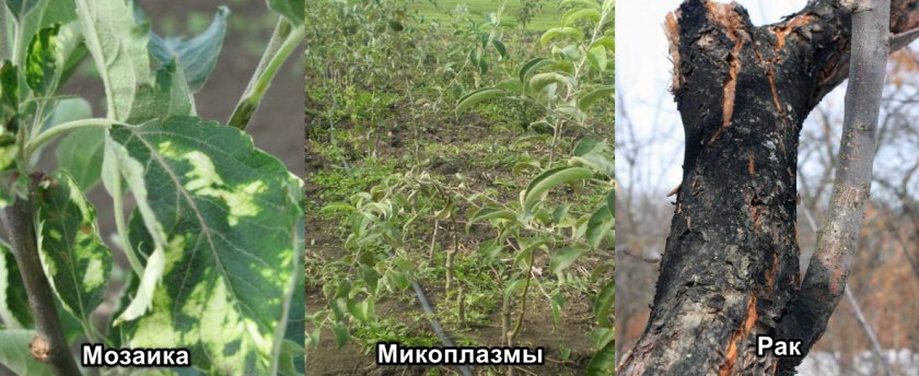 Заболевания яблонь Заболевания яблонь