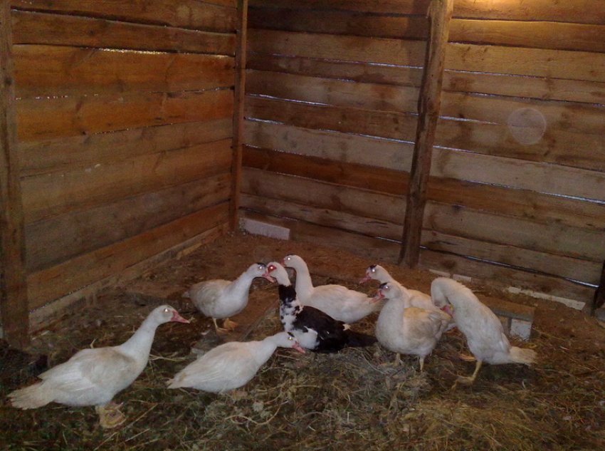 Качки в сараї Качки в сараї