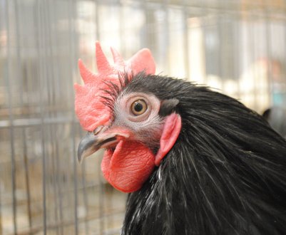 Заготівля м'яса птиці на російських фермах здає позиції