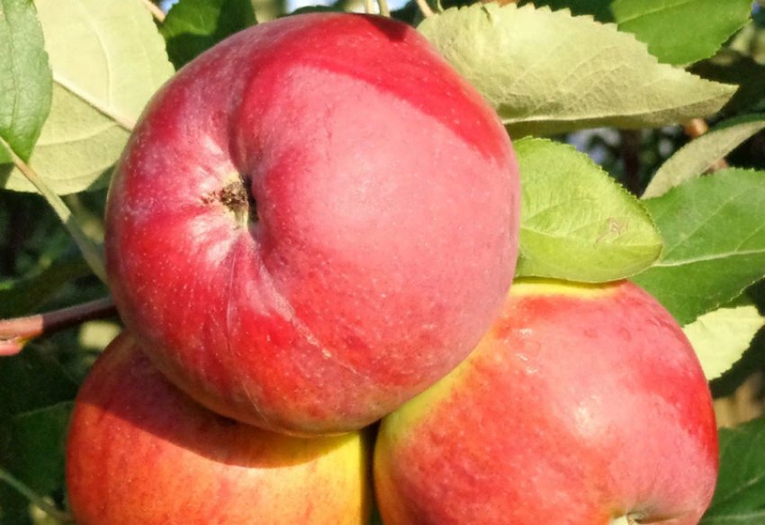 Стійкість сорту Квітневе Стійкість сорту Квітневе