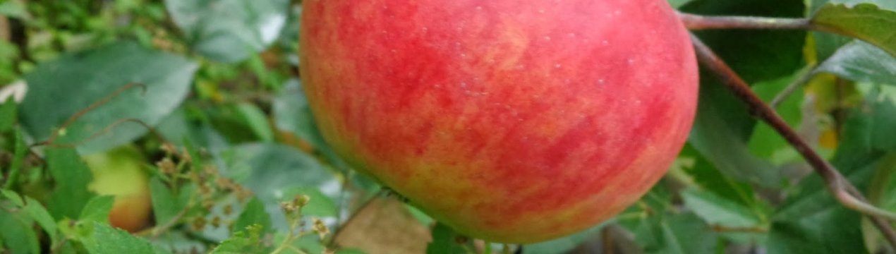 Характеристика та особливості вирощування яблуні сорту Квітневе
