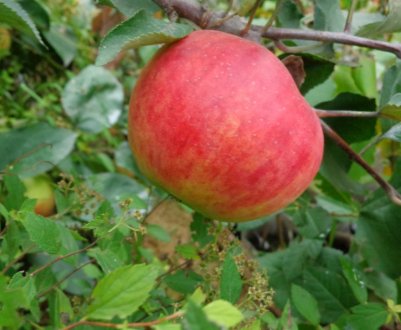 Характеристика та особливості вирощування яблуні сорту Квітневе