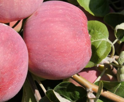 Які сорти яблуні найбільші підходять для середньої смуги Росії