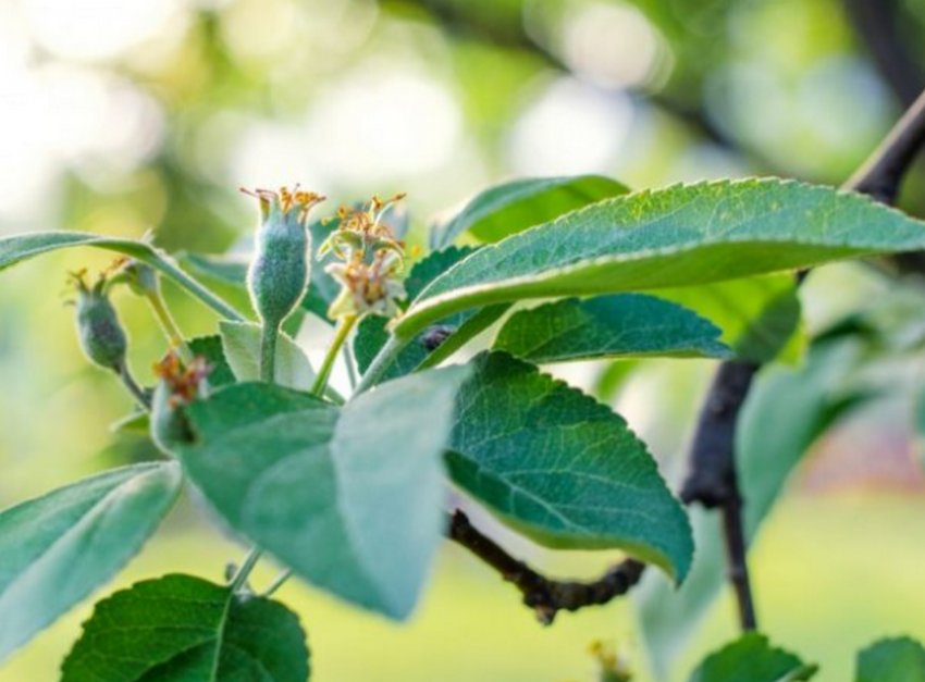 Цвітіння яблуні