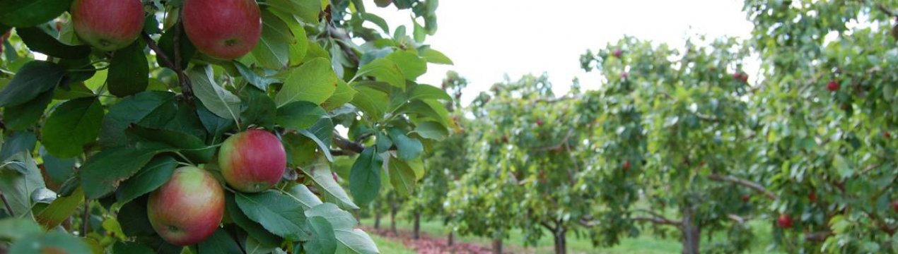 Особливості вирощування та правила догляду за сортом яблуні Приземлене