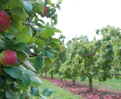 Особливості вирощування та правила догляду за сортом яблуні Приземлене