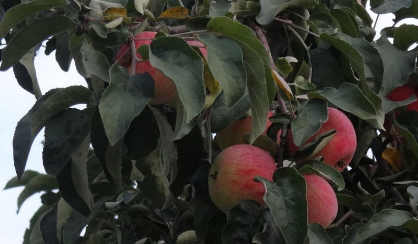 Яблуня Приземлене Яблуня Приземлене