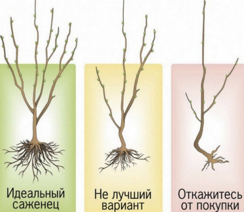 Саджанці Саджанці