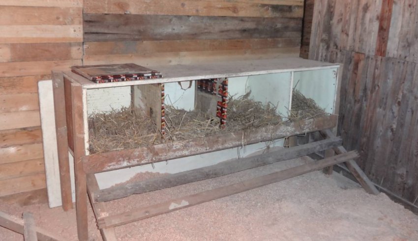 Гнізда качок Гнізда качок