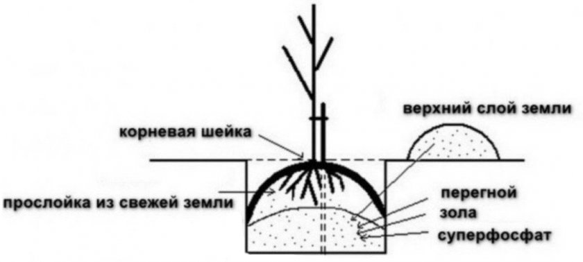 Схема посадочной ямы Схема посадочной ямы