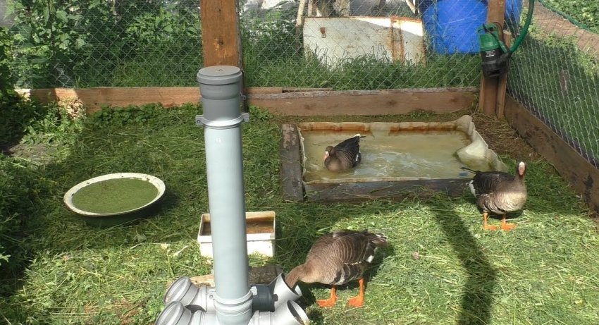 Поїлки та годівниці для качок Поїлки та годівниці для качок