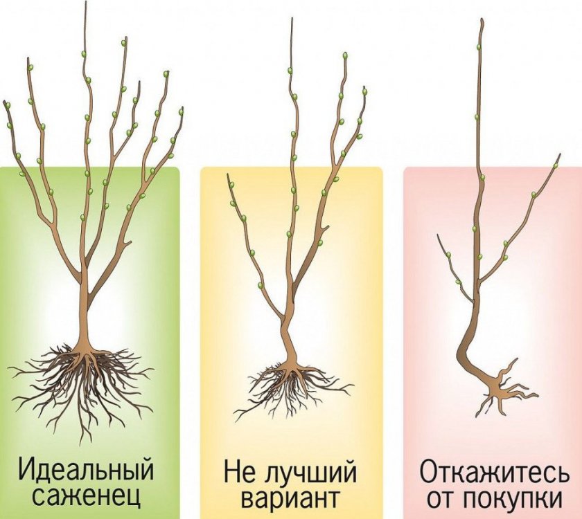 Выбор саженца яблони Выбор саженца яблони
