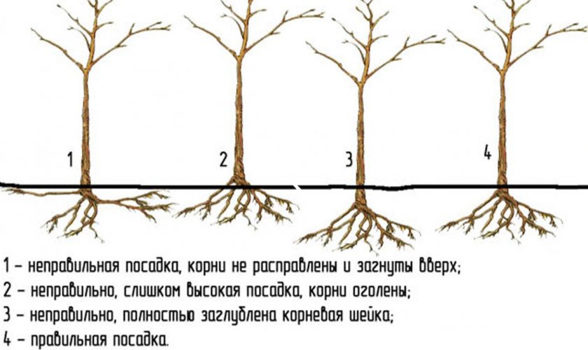 Глубина корней яблони Глубина корней яблони