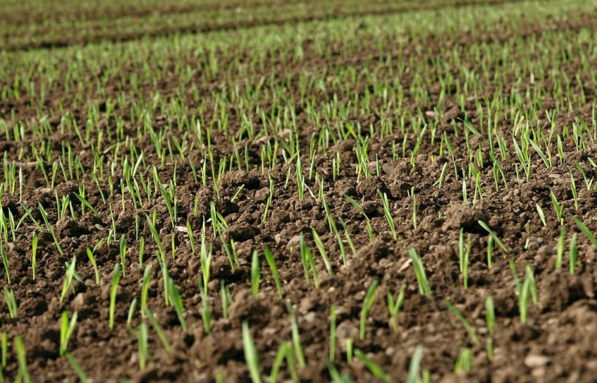 Посівна кампанія проходить в 14 областях України Посівна кампанія проходить в 14 областях України