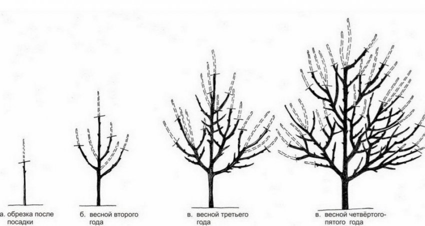 Формування яблуні Формування яблуні