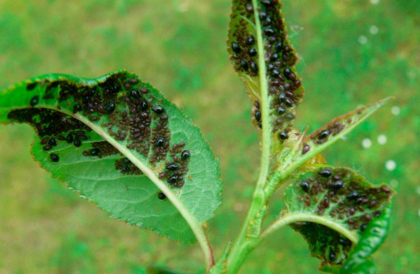 Попелиця на яблуні Попелиця на яблуні