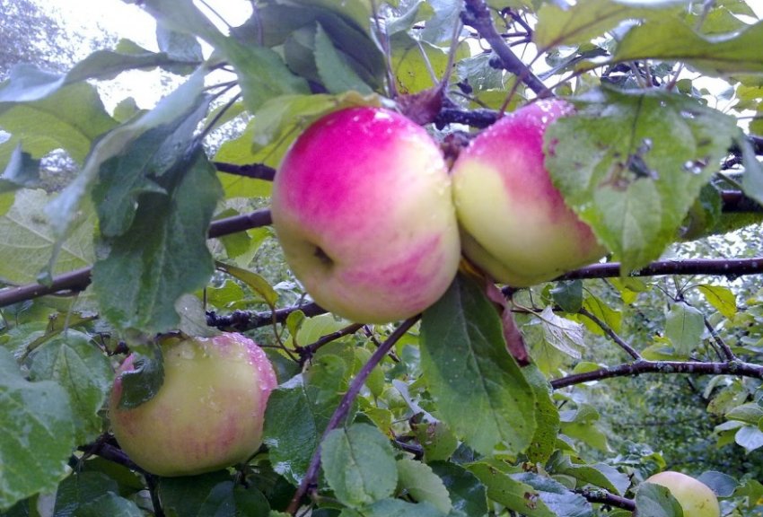 Яблуня Десертне Ісаєва Яблуня Десертне Ісаєва