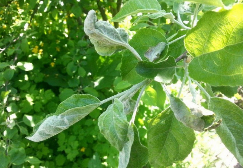 Борошниста роса Борошниста роса