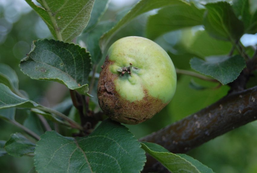 Парша на яблуні Парша на яблуні