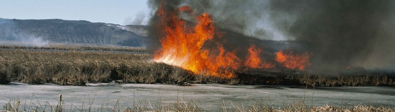 Закарпаття палає: громадяни продовжують спалювати сухостій