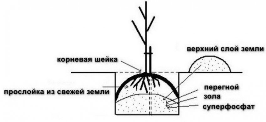 Схема посадки саджанці яблуні Схема посадки саджанці яблуні