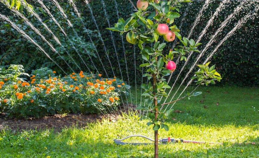 Полив яблуні Полив яблуні