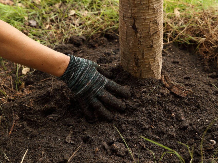 Удобрення яблуні органікою Удобрення яблуні органікою