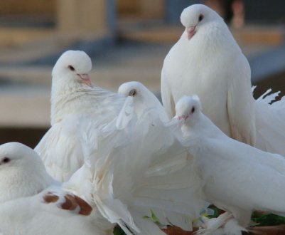 Скільки в середньому живуть домашні і вуличні голуби