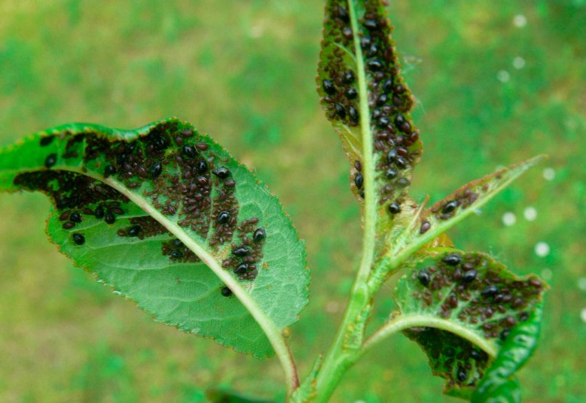 Попелиця на листках яблуні Попелиця на листках яблуні