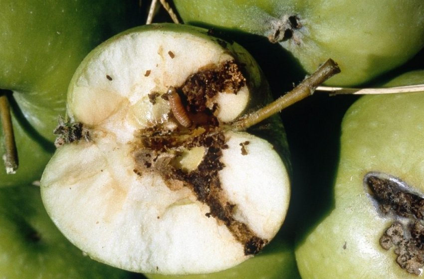 Яблунева плодожерка Яблунева плодожерка