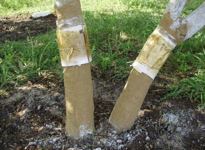 Пастки для комах Пастки для комах