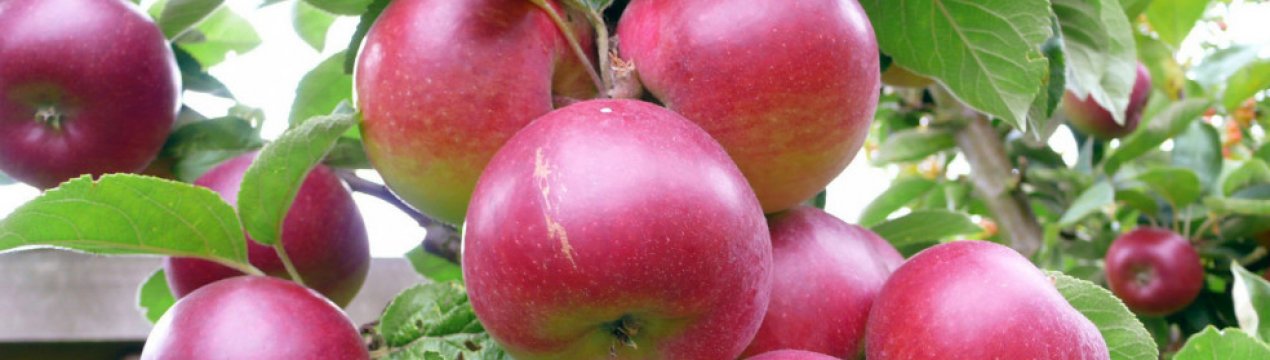 Докладна характеристика та особливості вирощування яблуні сорту Легенда