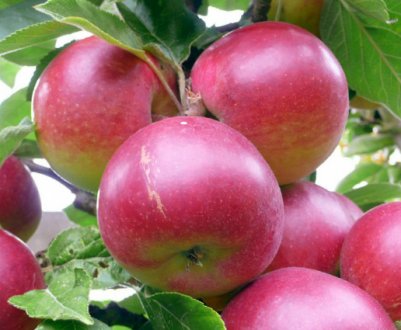 Докладна характеристика та особливості вирощування яблуні сорту Легенда