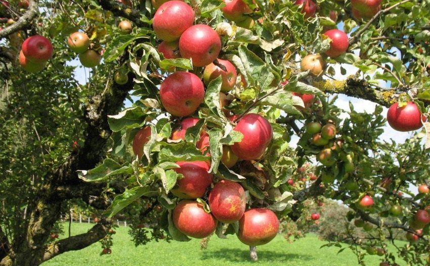 Яблуня сорту Легенда Яблуня сорту Легенда